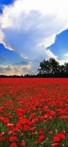 In Flanders fields the poppies blow